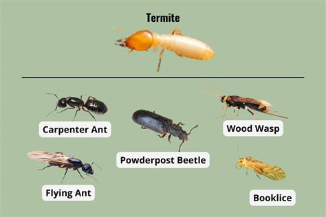 are the any bugs that look similar to termites